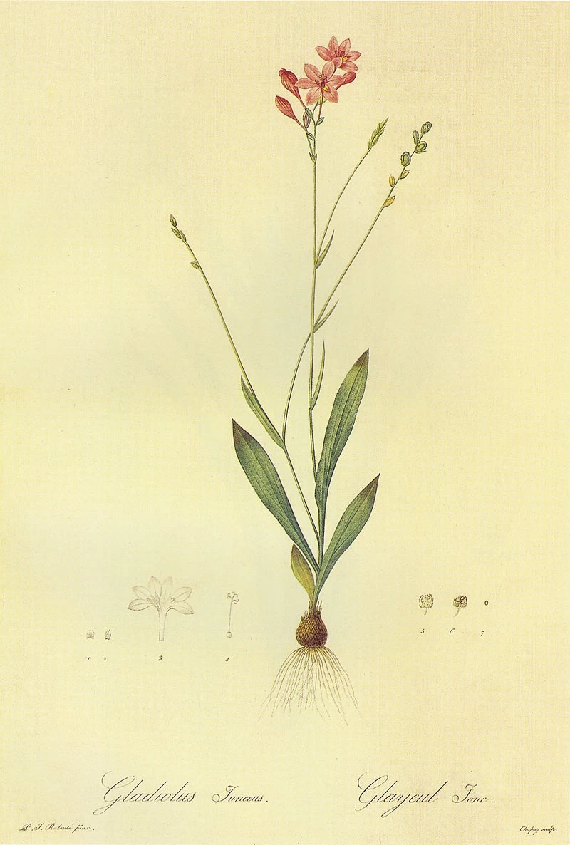 Anomatheca verrucosa